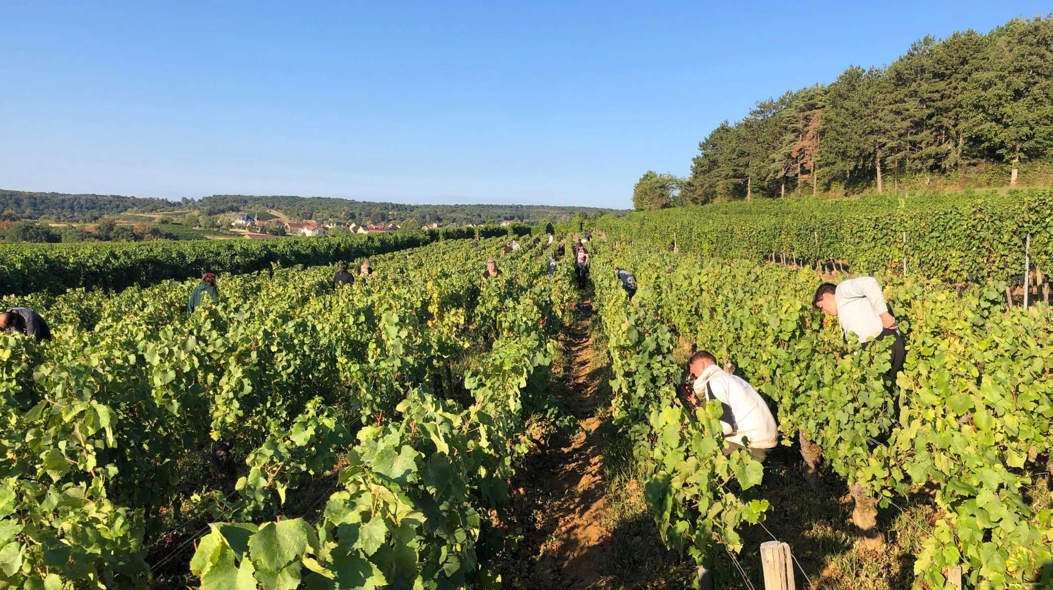 Picture of people working in grape fields